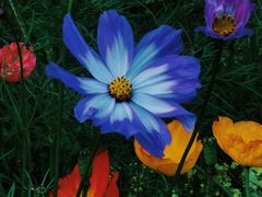 -上海共青森林公园