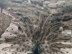 -青藏高原野生动物园