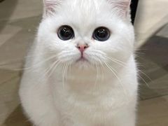 -欣宠猫屋·矮脚拿破仑·蓝金金渐层