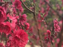 -南国桃园旅游度假区