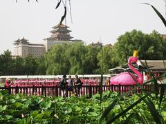 -莲花池公园