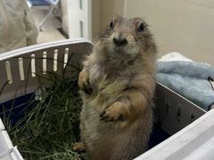 -菲尔斯特宠物医院