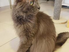 -平行世界·猫咖(首经贸店)