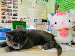 -百信宠物医院(东升街店)