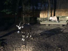 -清迈夜间动物园