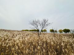 -野鸭湖国家湿地公园