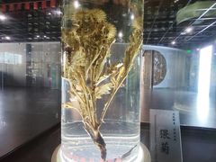 -广东中医药博物馆