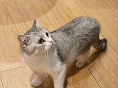 -米乐乖乖猫咪咖啡馆·猫咖(深圳湾后海汇店)