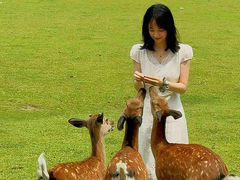 -奈良公园
