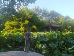 -莲湖公园