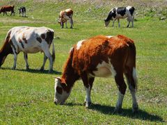 -呼和诺尔旅游景区