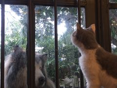 -more than meow吴止猫主题餐厅(承德 中船汇店)