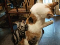 -猫色咖啡·猫咖