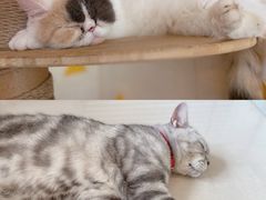 -平行世界·猫咖(首经贸店)