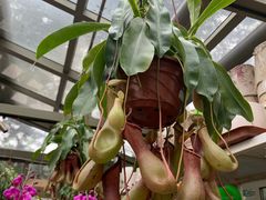 -北京植物园-展览温室