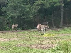 -沈阳森林动物园