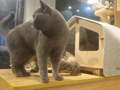 -猫亿天猫咖