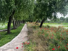 -洪湖生态旅游区