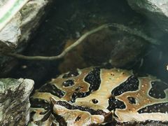 -广州长隆飞鸟乐园