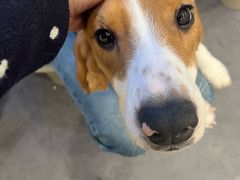 -有喵·猫咖·狗咖·30几只猫10只小狗(岗厦店)