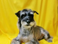 -小尾巴宠物店(万科·金域华庭店)