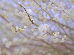 -花开海上生态园