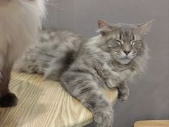 -楼上猫咖(罗湖店)