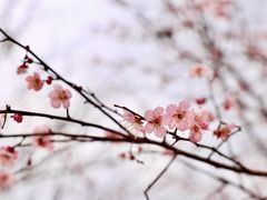-无锡梅园公园