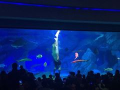 -海合安成都极地海洋公园