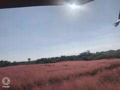 -洪湖湿地生态园