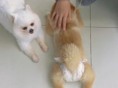 -怪兽屋·羊驼·猫咖·狗咖(俊华广场店)