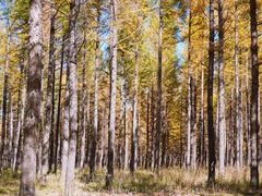 -塞罕坝国家级自然保护区