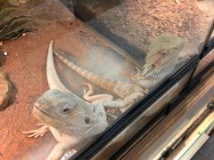 -钓仓鼠(洋桥北里小区店)