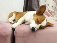 -浣熊柯尔鸭土拨鼠·电玩咖