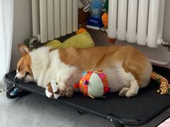 -宠福鑫康馨动物医院·骨科·眼科