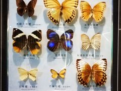 -蝴蝶泉公园