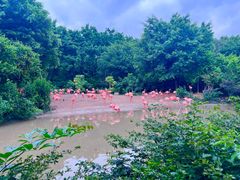 -广州长隆飞鸟乐园