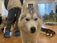 -Let's go狗咖·猫咖·奶狗·桌游(春熙路IFS店)