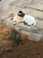 -Zoolung Zoolung动物主题公园(海信广场店)