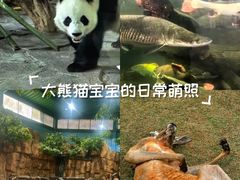 -泉州海丝野生动物世界