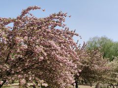 -莲花池公园