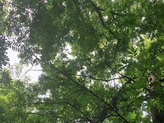 -鲁山国家森林公园