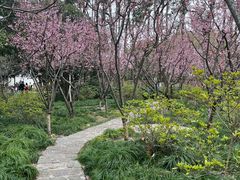 -上海醉白池公园