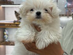 -翊宠yipet猫狗购宠庄园犬舍•猫舍