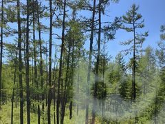 -莫尔道嘎国家森林公园