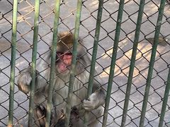 -合肥野生动物园