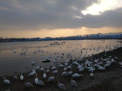 -烟墩角天鹅湖