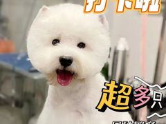 -萌宠之家·腊肠犬·马尔泰·小体犬舍