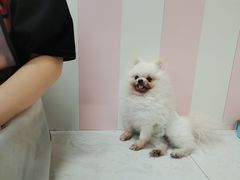 -汪说·狗咖(旺城大厦店)