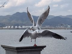 -海埂大坝